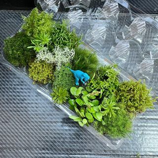 天然苔　こけ　植物詰め合わせ！ネズミノオゴケ　カサゴケ　マメヅタ　14種　tb