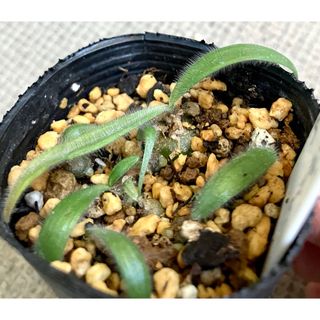 多肉植物  球根植物　オーニソガラム　ヒスピダム　抜き苗(その他)