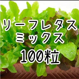 【リーフレタスのタネ】100粒 種子 種 ベビーリーフ 野菜(その他)
