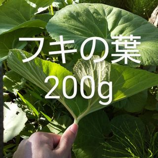 ふきの葉　約200g　新鮮　農薬不使用(野菜)