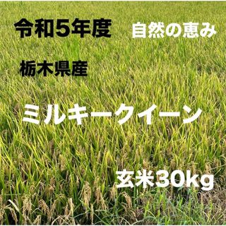 令和5年度 栃木県産 ミルキークイーン 玄米30キロ