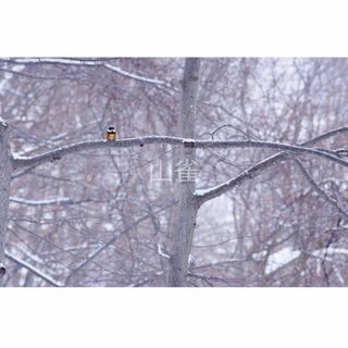 ＃６４９９ ヤマガラの写真 ２Ｌサイズ（127×178mm）(写真)