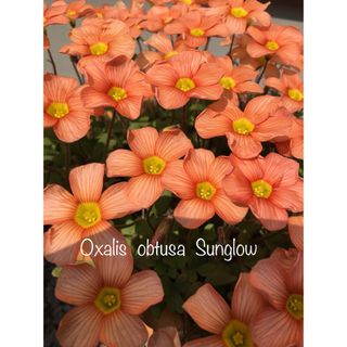 オキザリス Oxalis obtusa Sunglow 球根