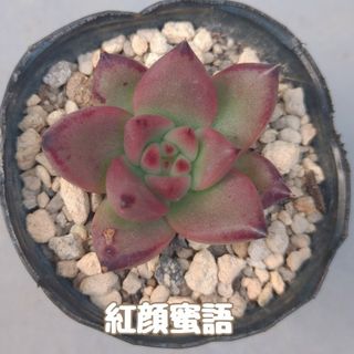 多肉植物　赤顔蜜語　抜き苗