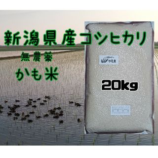 無農薬米新潟県産コシヒカリ20k(米/穀物)