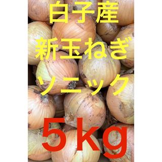 白子町産 新玉ねぎ 5kg