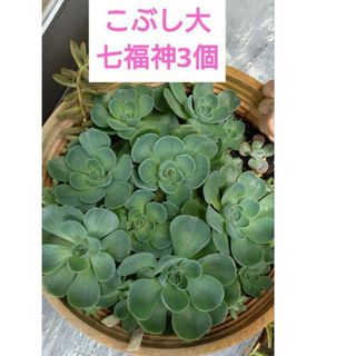 多肉植物  エケベリア 七福神 セット サボテン 観葉植物 子宝草　ポイント消化