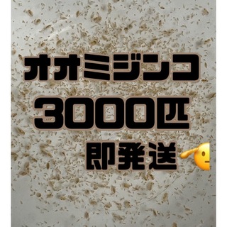 【オオミジンコ3000匹程　大小ミックス】送料無料めだか金魚etc.