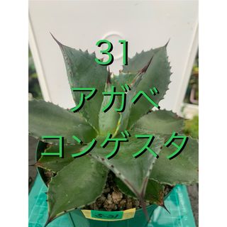 31 アガベ コンゲスタ　スリット鉢付　Agave congesta(プランター)