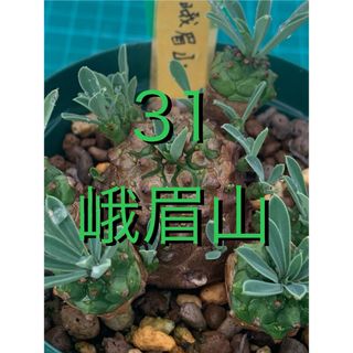 31 ユーフォルビア　峨眉山　鉢付　Euphorbia Gabisan(プランター)