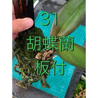 31 胡蝶蘭　板付(プランター)