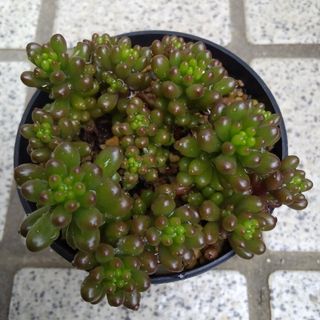 多肉植物　レッドベリー抜き苗