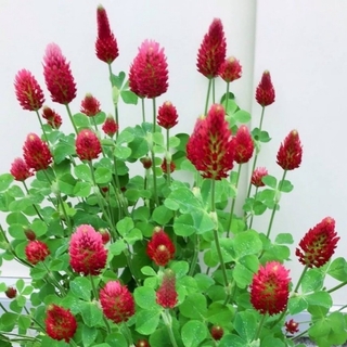 【花の種】ストロベリーキャンドル 種子 20g！緑肥 ドライフラワー(プランター)
