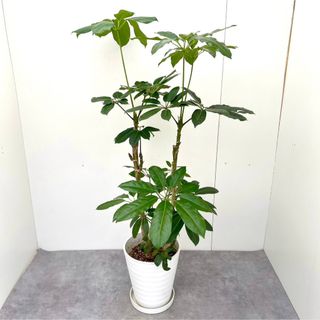 ブラッサイア　9【現品】観葉植物　大型　室内(その他)