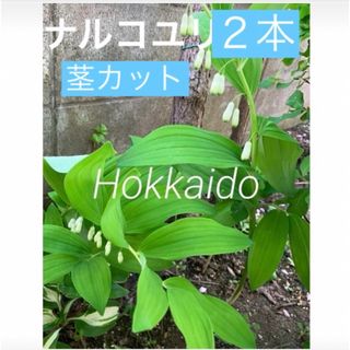 初夏の花　ナルコユリ　茎カット　根茎　2個　(その他)