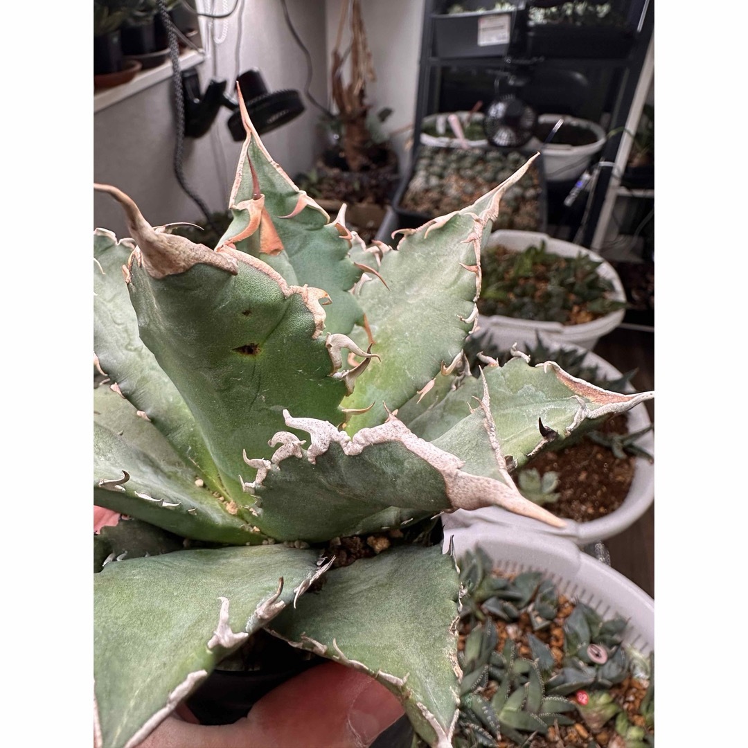 多肉植物 アガベ 笹の雪 氷山極上小株A|観葉植物 多肉植物 アガベ 笹の雪 氷山極上小株A|観葉植物