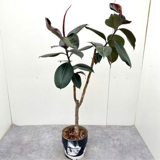 フィカス　バーガンディ　8【現品】観葉植物　マーブルポット　室内(その他)