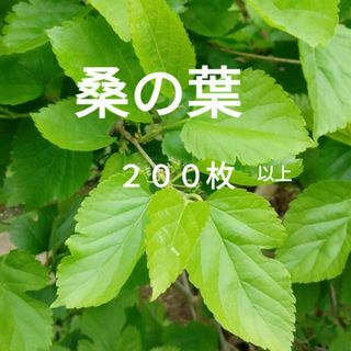 桑の葉　２００枚(爬虫類/両生類用品)