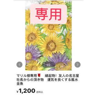 古来より金魚は縁起物！友人の名古屋社長からの頂き物　運気を良くする風水金魚