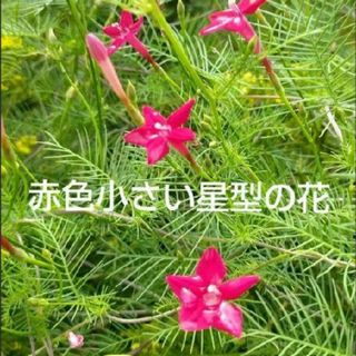 ルコウソウ 種 　３０粒　種つる性　可愛い　赤色小さい星型の花