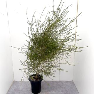 メラレウカ　アルミラリス【現品】観葉植物　庭木　大型(その他)