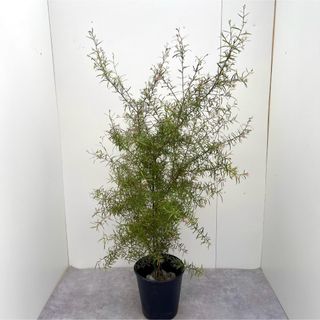 グレビレア　ハニージョー　10【現品】観葉植物　庭木　大型(その他)