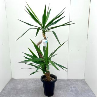 ユッカ　エレファンティペス　曲がり　16【現品】 観葉植物　室内(その他)