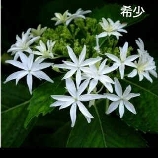 白い紫陽花の挿し穂2本