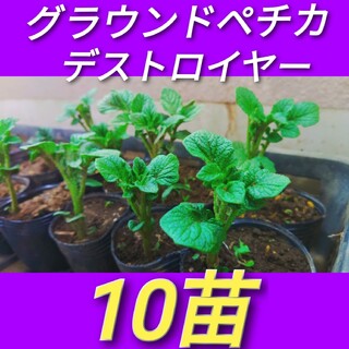 10苗　グランドペチカ　デストロイヤー　グラウンドペチカ　デストロイアー　種芋