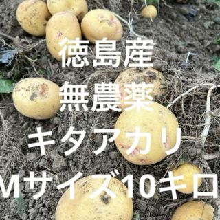 掘り立て‼️徳島産無農薬　キタアカリ　きたあかりMサイズ10キロ(野菜)
