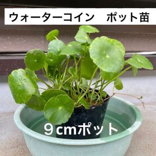 9a1☆メダカ大喜び〜☆増えるウォーターコイン☆ウォーターマッシュルーム☆水草