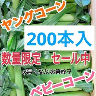 yn35 山梨県産　ヤングコーン　ベビーコーン　200本入　野菜　とうもろこし(野菜)