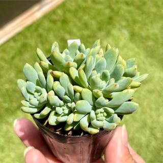 多肉植物　抜き苗　ブルーエルフ　7.5cmポット