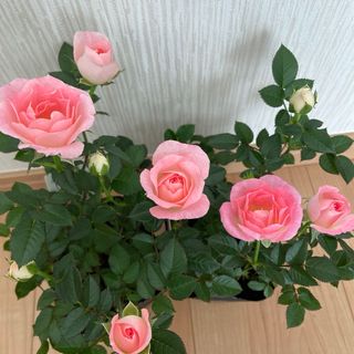 ミニ薔薇苗　ピンクチュチュオプティマ　四季咲き