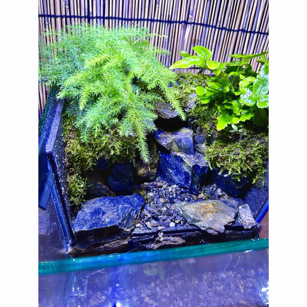 水の流れる滝テラリウム水槽 苔テラリウム ペット用品 水の流れる滝テラリウム水槽 苔テラリウム ペット用品