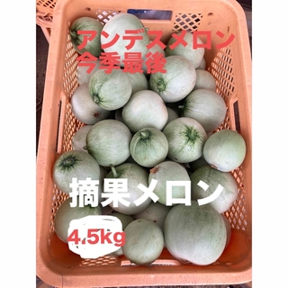 摘果メロン3kg 茨城県旭村産アンデスメロン(野菜)