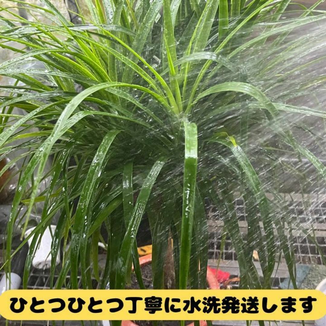 人気を誇る 緑のオアシス:ドラセナ・コンパクタ&オオタニワタリ②65 その他観葉植物