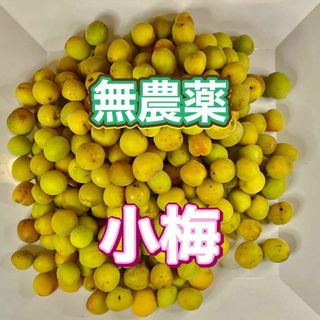 無農薬　小梅　1kg 　数量限定！(フルーツ)