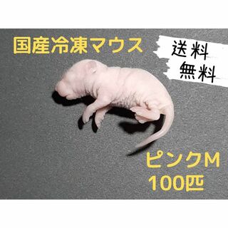 国産冷凍マウス ピンクM 100匹(地域限定送料無料)(爬虫類/両生類用品)