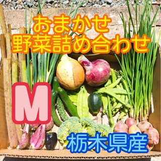 【数量・期間限定】おまかせ野菜詰め合わせBOX【M】(野菜)