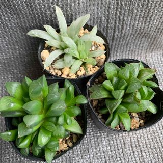 多肉植物　ハオルチア3点セット　抜き苗(その他)