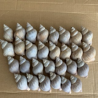 ● 北海道産の磯つぶ貝殻 ＜29個＞