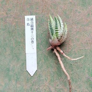 ♡ハオルチア　十二の巻　白鳥♡(その他)
