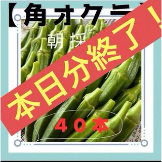 ※予約販売※角オクラ(おくら) 沖縄県産 無農薬栽培 40本 <6/5出荷分>