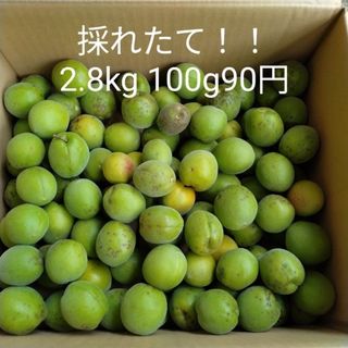 100g90円 梅 無農薬 2.8kg ウメ うめ 梅酒 梅干し 梅ジャム(フルーツ)