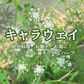 【ハーブの種】キャラウェイ 種子 50粒以上！宿根草 防虫 アロマ ポプリ(プランター)