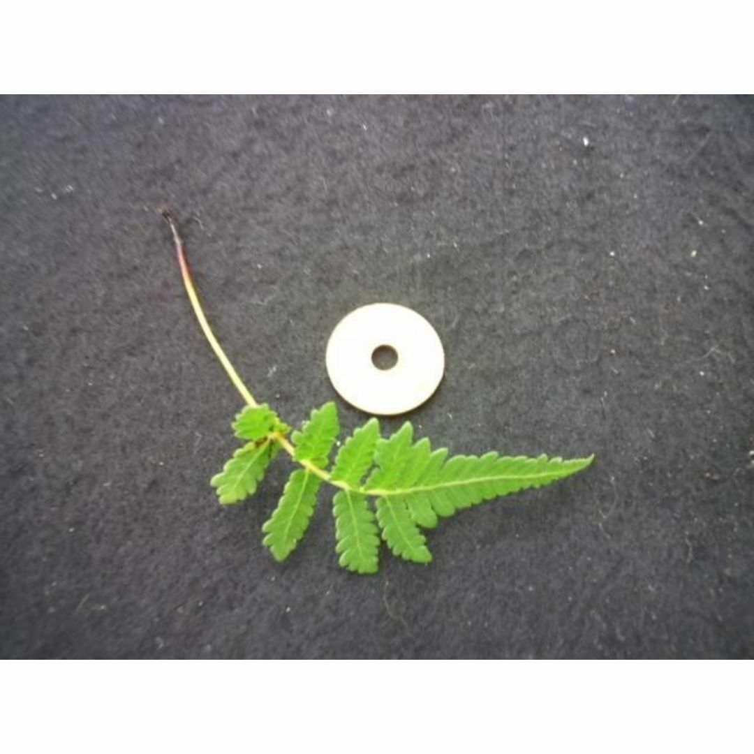 シダ 苗 水耕栽培 ハイドロカルチャー 観葉植物 グリーン 花卉園芸 し その他のその他(その他)の商品写真