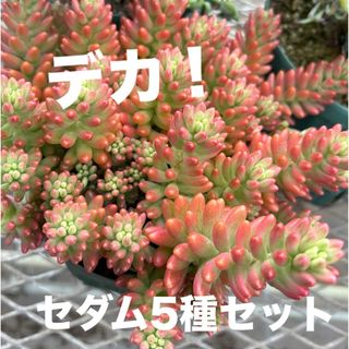 でかセダム5種セット(カット苗)