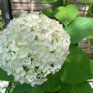 紫陽花　【アナベル】  アメリカアジサイ　根っこ付き　ライムグリーン