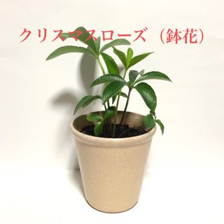 クリスマスローズの鉢植え(その他)